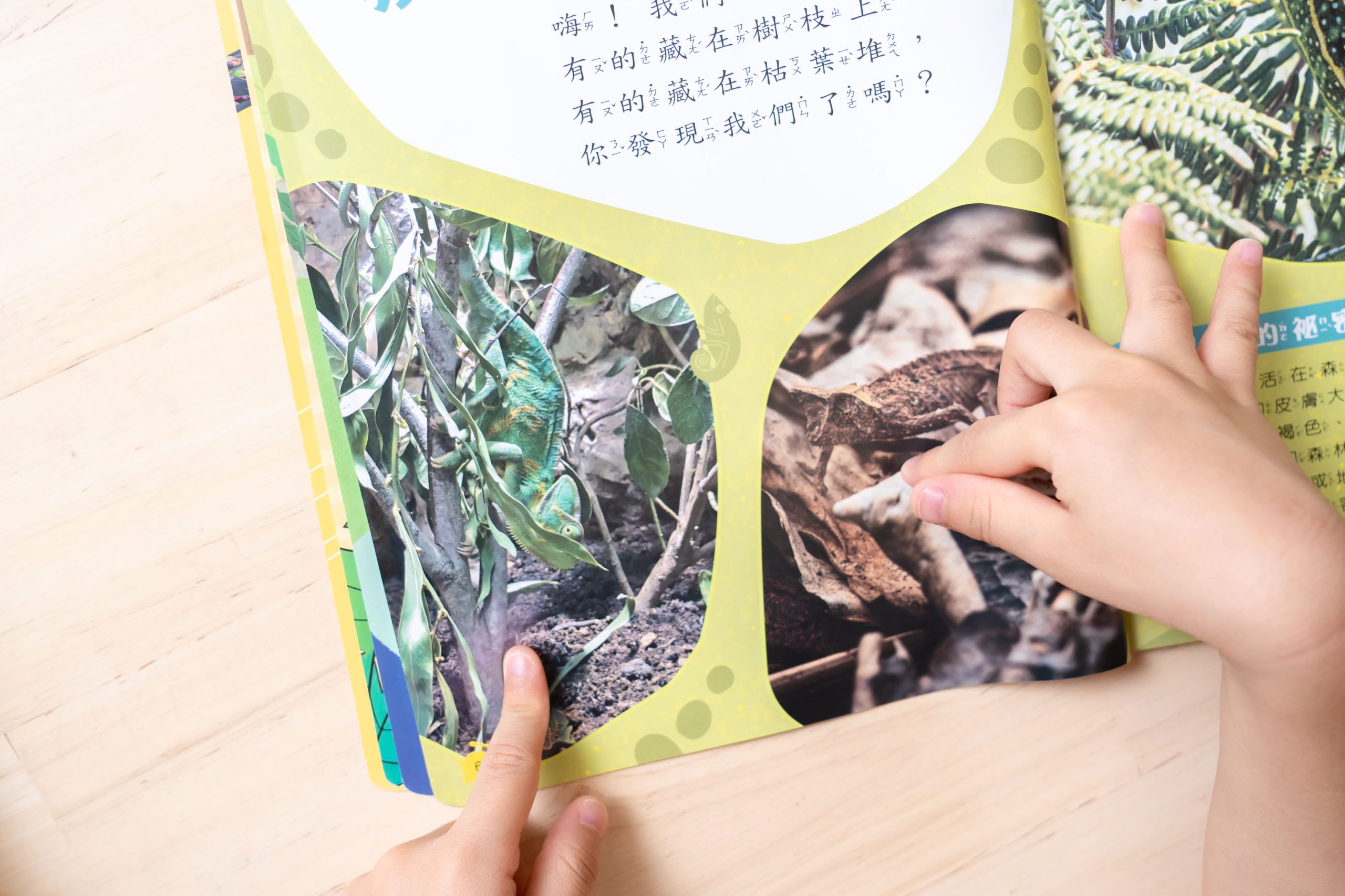 【康軒學習雜誌。故事繪本。科普繪本】週年慶大禮+ 茜茜獨家禮!明年2026即將漲價! 【康軒學習雜誌。故事繪本。科普繪本】週年慶大禮+ 茜茜獨家禮!明年2026即將漲價!