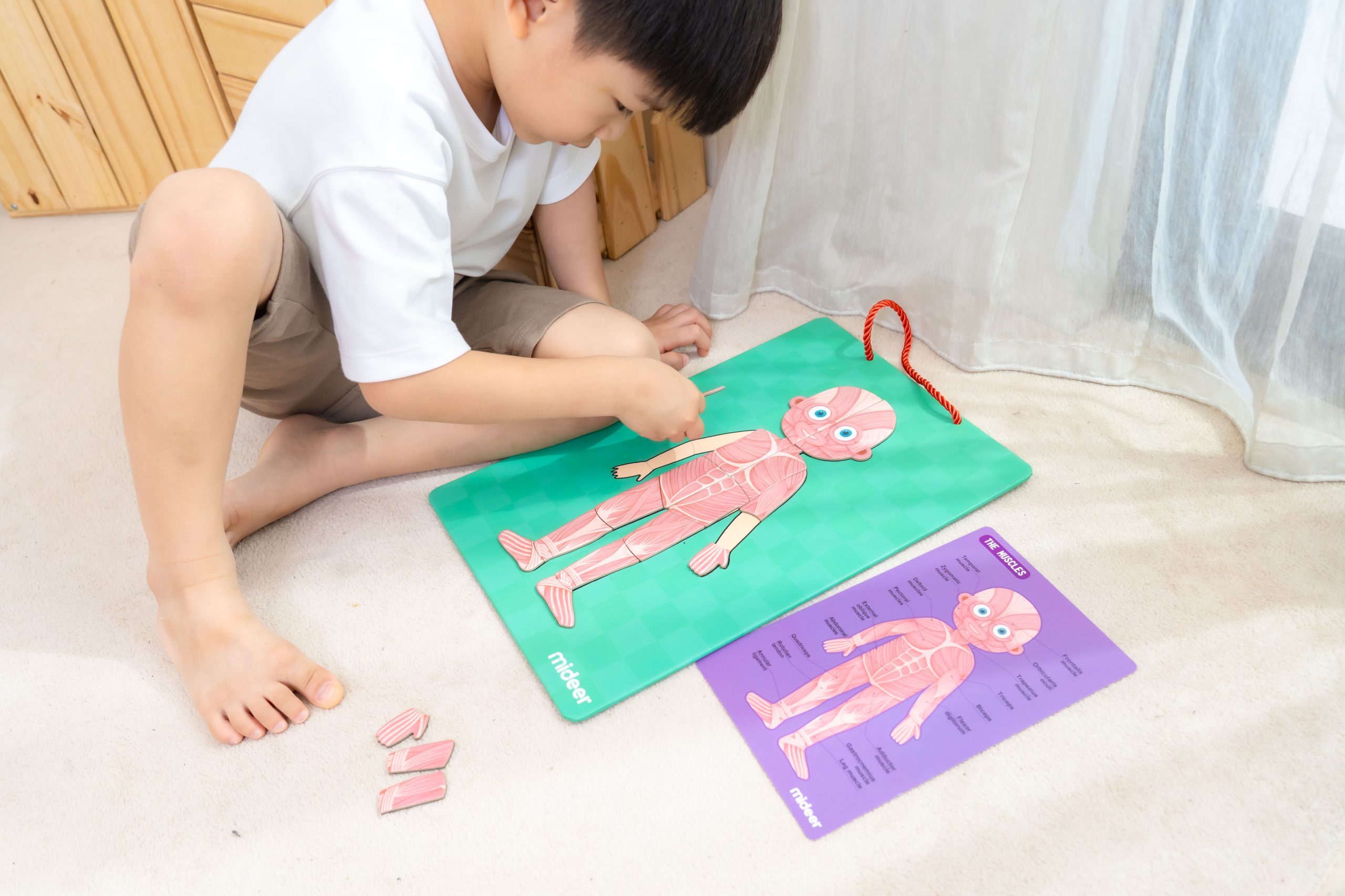 【MiDeer拼圖｜啟蒙式。主題式。進階式。有趣變化｜豐富寶寶的世界】2025秋季新品上市！