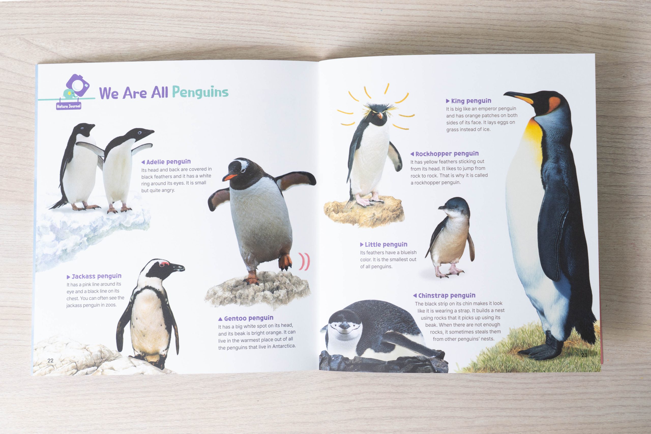 把閱讀變成孩子的主動選擇！【AR pedia虛實互動式英文繪本。中英發音】In to C社會+In to Q好奇+Science自然科普｜導讀電子書+茜茜延伸教材+學習單～茜茜團購