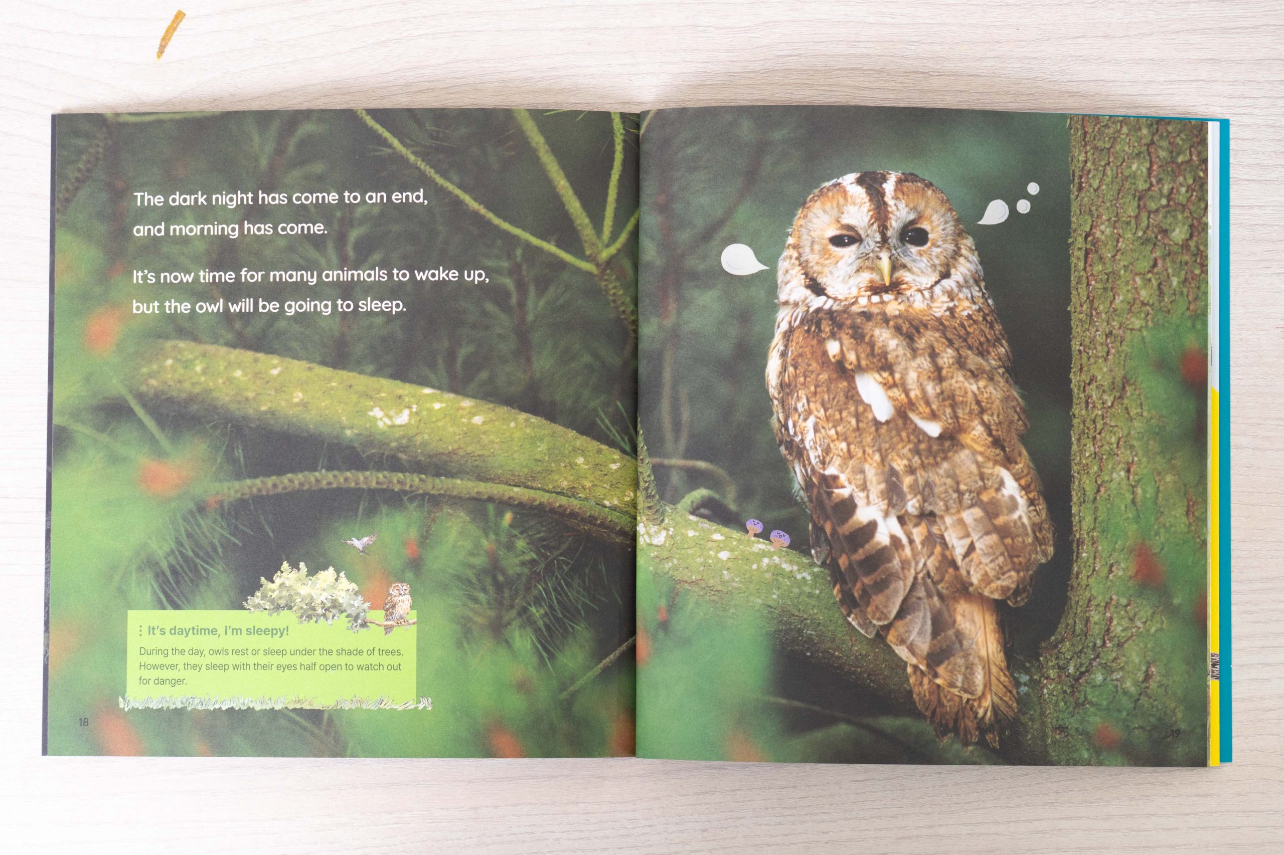 把閱讀變成孩子的主動選擇！【AR pedia虛實互動式英文繪本。中英發音】In to C社會+In to Q好奇+Science自然科普｜導讀電子書+茜茜延伸教材+學習單～茜茜團購